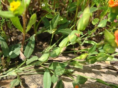 Zornia diphylla, photographed by Alexis López Hernández