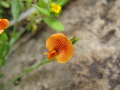Zornia diphylla, photographed by Alexis López Hernández