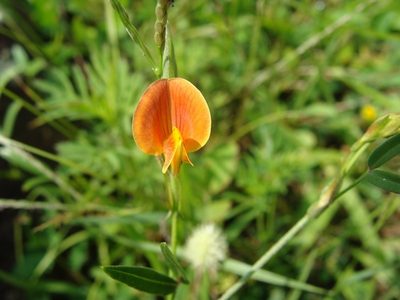 Zornia diphylla, photographed by Alexis López Hernández