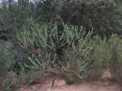 Rafnia triflora, photographed by Jeremy Gilmore