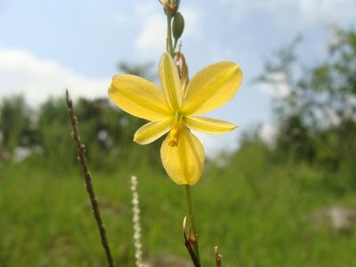 Echeandia reflexa, photographed by Alexis López Hernández