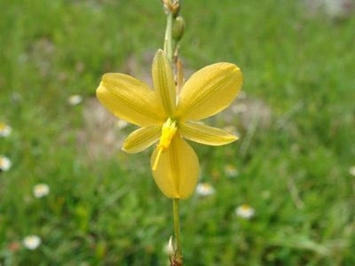 Echeandia reflexa, photographed by Alexis López Hernández