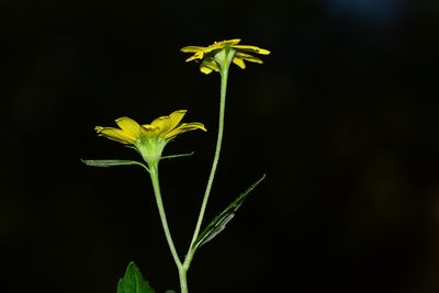 Senecio bombayensis, photographed by S.MORE