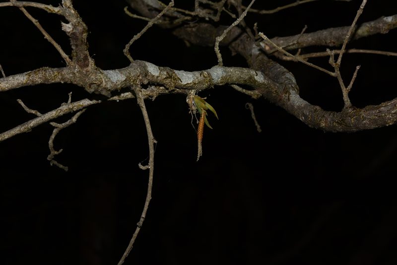 Oberonia brachystachys, photographed by S.MORE