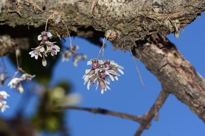 Dendrobium turbinatum, photographed by S.MORE