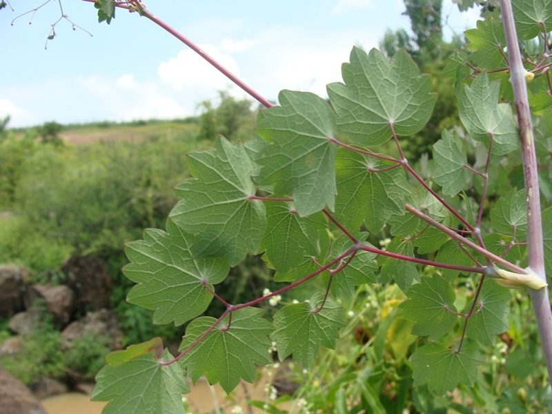 Thalictrum strigillosum, photographed by Alexis López Hernández