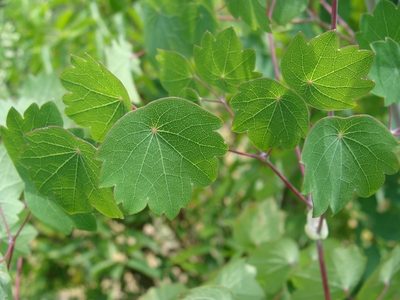 Thalictrum strigillosum, photographed by Alexis López Hernández