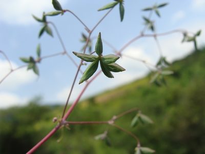 Thalictrum strigillosum, photographed by Alexis López Hernández