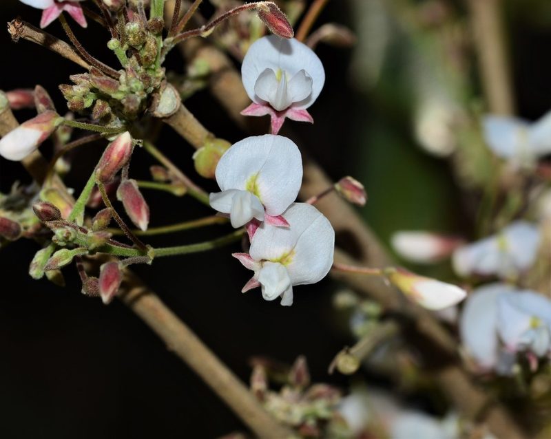Ougeinia oojeinensis, photographed by S.MORE