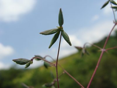 Thalictrum strigillosum, photographed by Alexis López Hernández