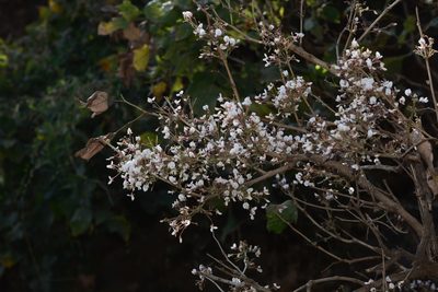 Ougeinia oojeinensis, photographed by S.MORE