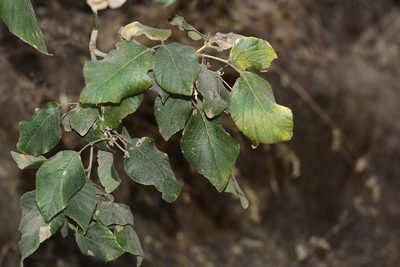 Ougeinia oojeinensis, photographed by S.MORE