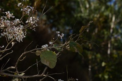 Ougeinia oojeinensis, photographed by S.MORE