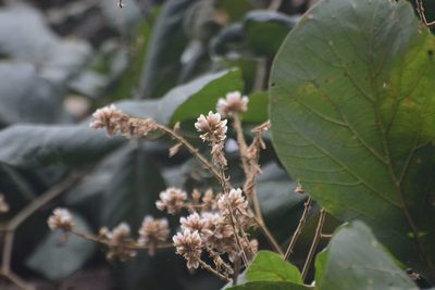 Spatholobus parviflorus, photographed by S.MORE