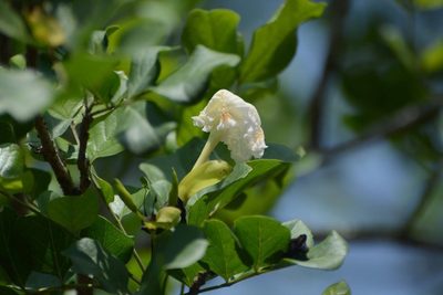 Dolichandrone falcata, photographed by S.MORE