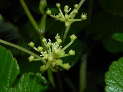 Tetrataenium grande, photographed by S.MORE
