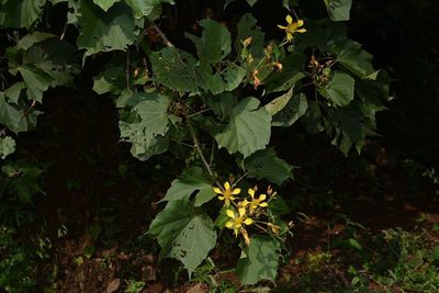 Erinocarpus nimmonii, photographed by S.MORE