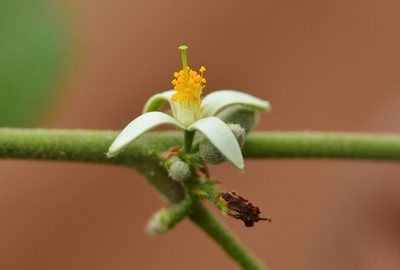 Grewia abutilifolia, photographed by S.MORE