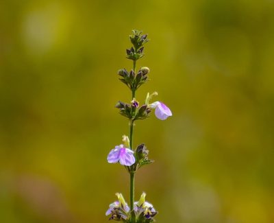 Anisomeles heyneana, photographed by S.MORE