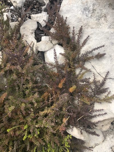 Muraltia lewisiae, photographed by Sean Privett
