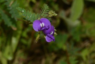 Smithia purpurea, photographed by S.MORE