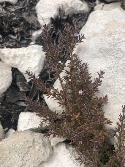 Muraltia lewisiae, photographed by Sean Privett