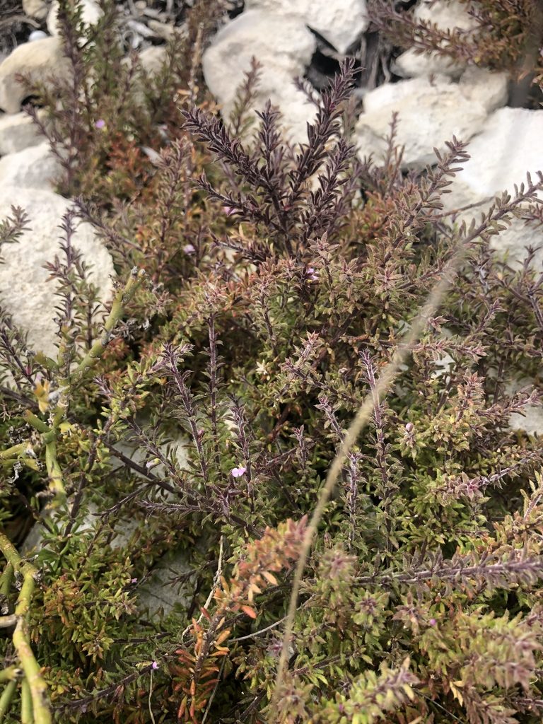 Muraltia lewisiae, photographed by Sean Privett