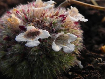 Lepidagathis cristata, photographed by S.MORE