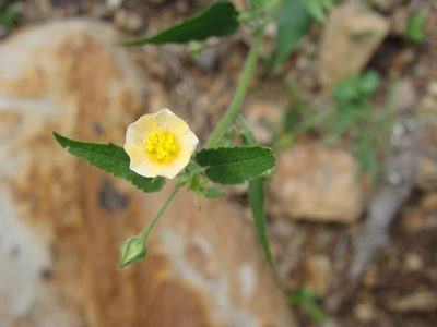 Sida glabra, photographed by Alexis López Hernández