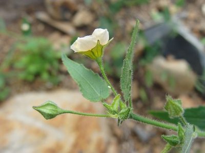 Sida glabra, photographed by Alexis López Hernández