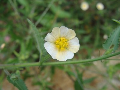 Sida glabra, photographed by Alexis López Hernández