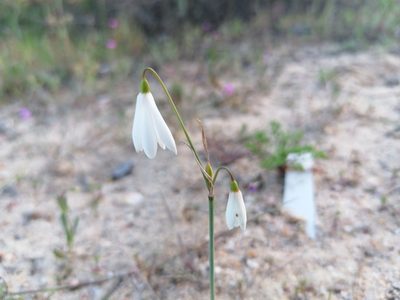 Acis trichophylla, photographed by Duarte Frade