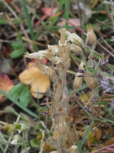 Cerastium arcticum, photographed by Nathan Earley