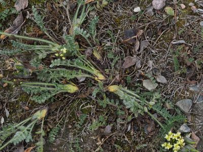 Oxytropis maydelliana, photographed by Nathan Earley