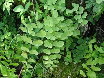 Adiantum braunii, photographed by Alexis López Hernández