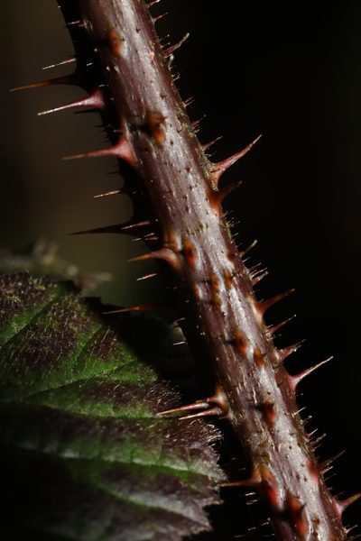 Rubus intensior, photographed by Stephen James McWilliam
