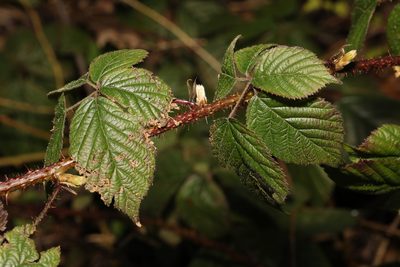 Rubus intensior, photographed by Stephen James McWilliam