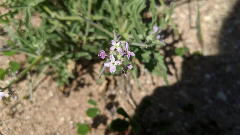 Matthiola parviflora, photographed by Precambrian Rabbit