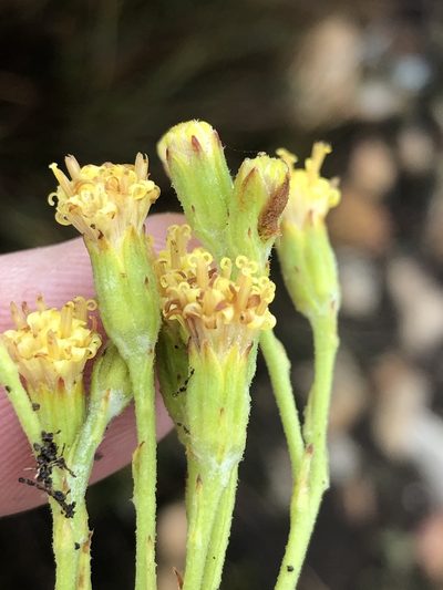 Senecio pauciflosculosus, photographed by Dave U