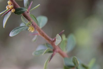 Sideroxylon spinosum, photographed by Olivier Argagnon