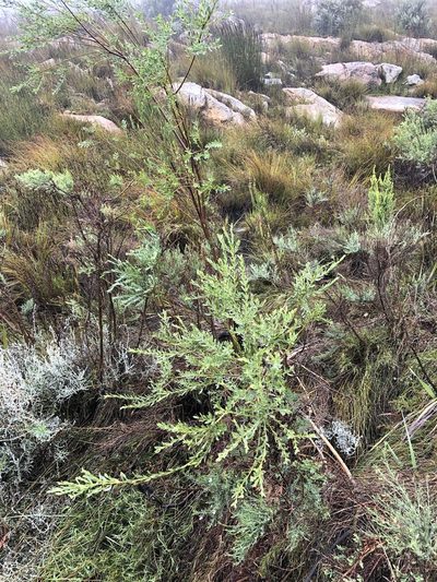 Liparia racemosa, photographed by Dave U