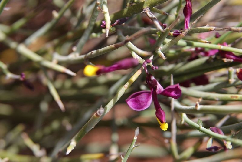 Polygaloides balansae, photographed by Olivier Argagnon
