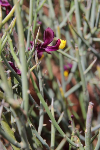 Polygaloides balansae, photographed by Olivier Argagnon