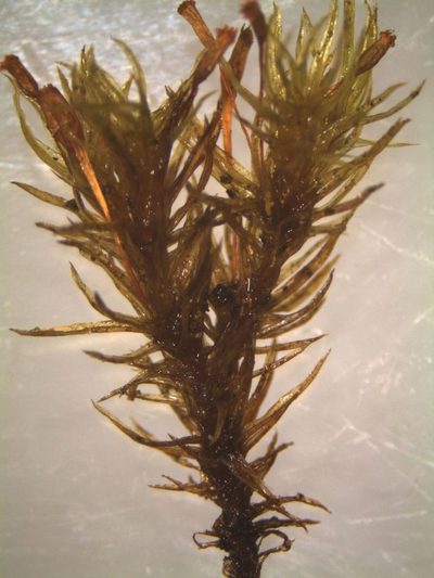 Lewinskya tasmanica, photographed by John Steel