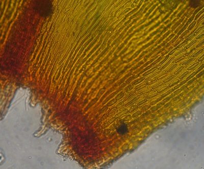Lewinskya tasmanica, photographed by John Steel