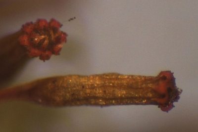 Lewinskya tasmanica, photographed by John Steel