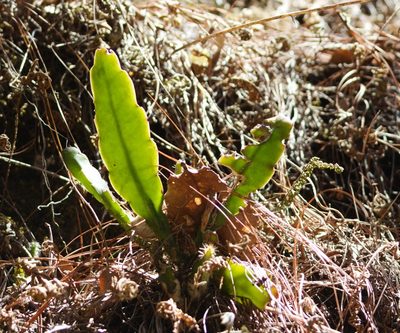 Epiphyllum oxypetalum, photographed by ELOYJIMENEZ13
