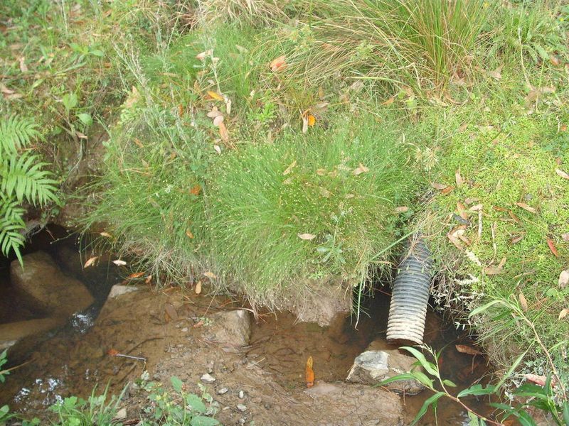 Eleocharis gracilis, photographed by Stephen Thorpe