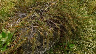 Dracophyllum pubescens, photographed by Sarah Richardson