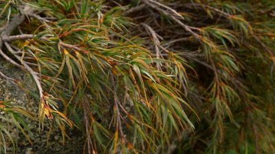Dracophyllum pubescens, photographed by Sarah Richardson